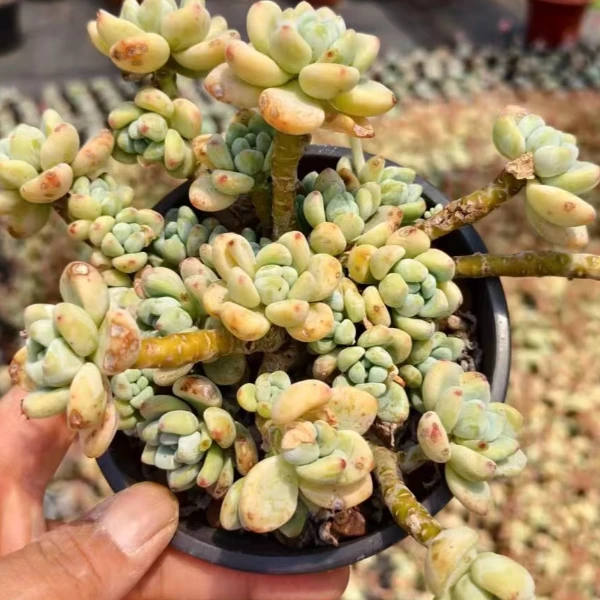 劳尔 新手好养精品多肉绿植 园艺种植多肉