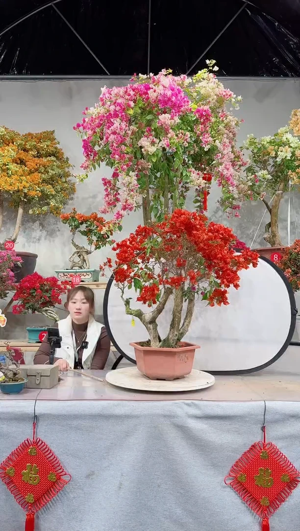 【闪购商品】盆景热火桑巴