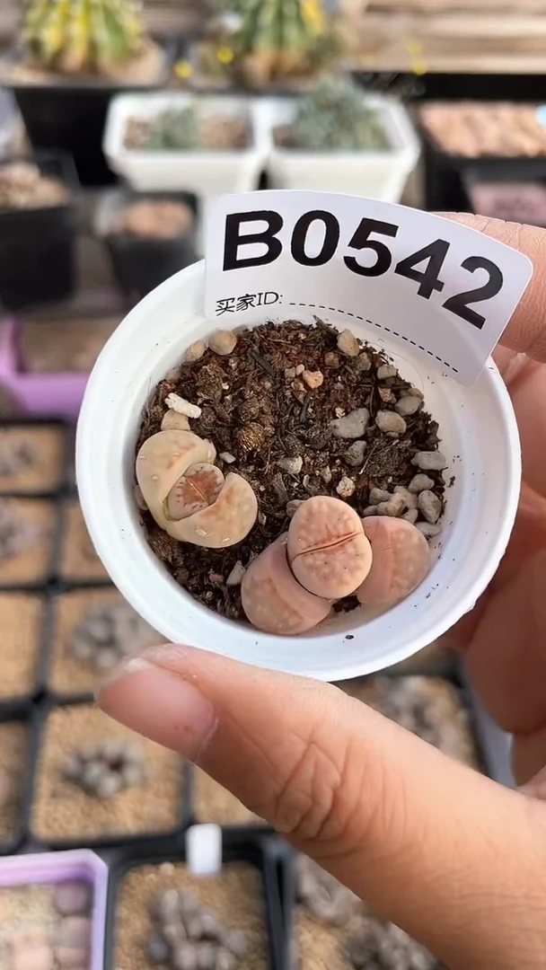 【闪购商品】0542直播一物一拍