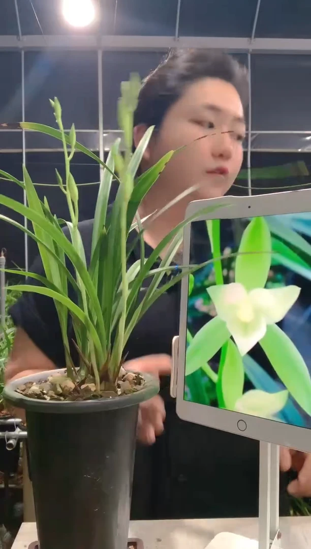 当前无花朵，栽培后可花朵鲤****店七仙女