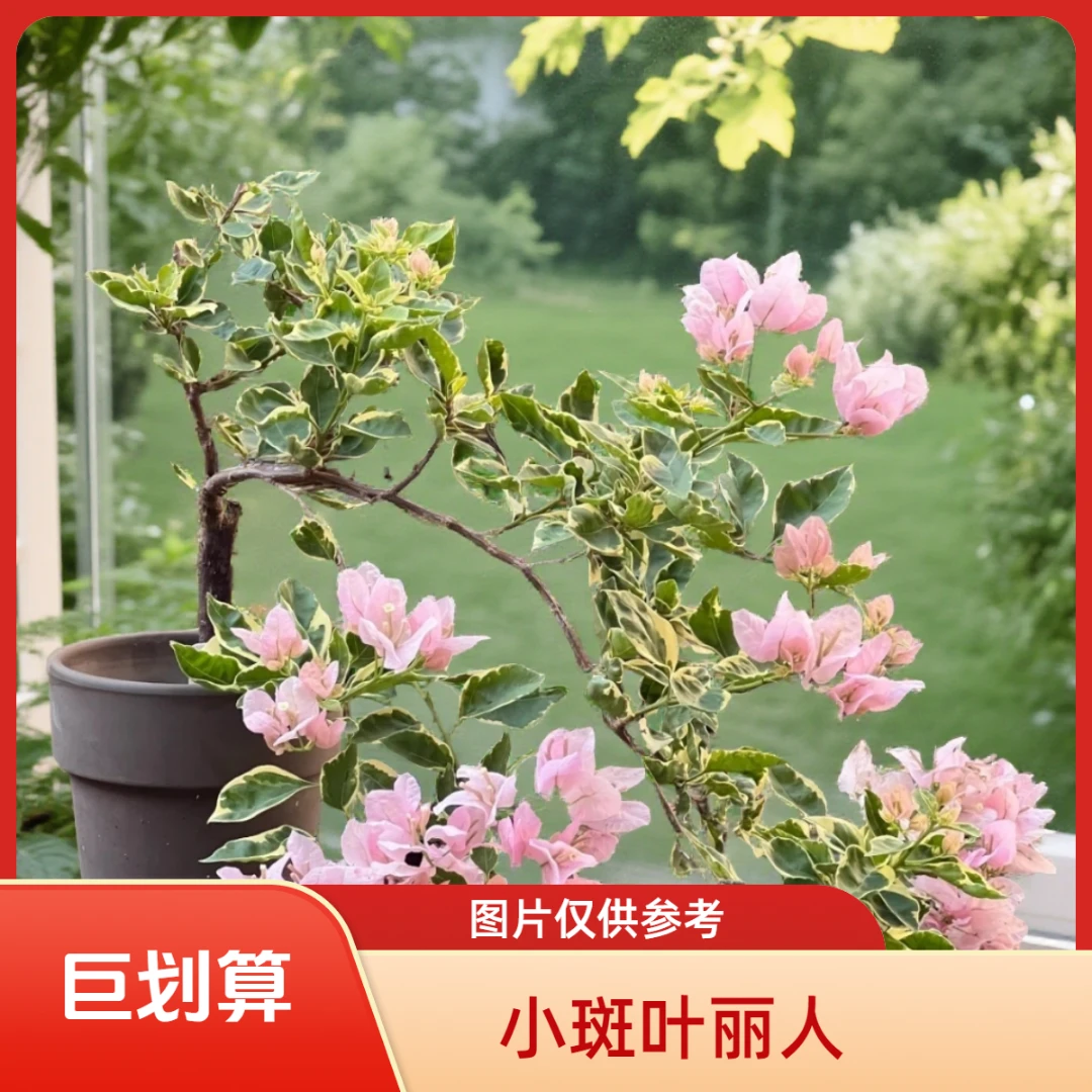 【小斑叶丽人】·四季开花·原盆原土·阳台庭院盆栽三角梅绿植室内