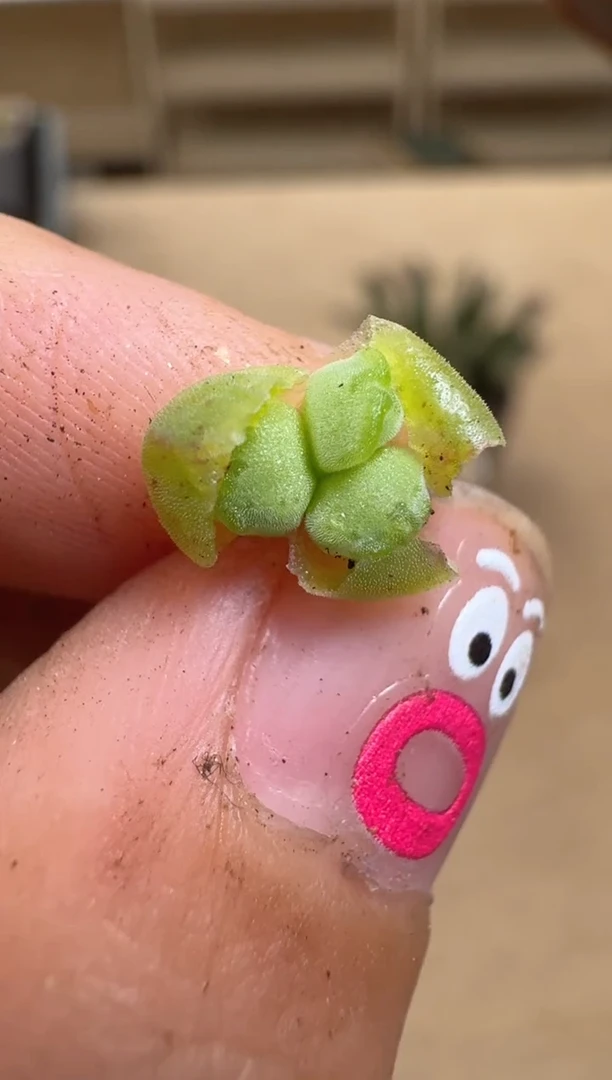 【闪购商品】16-66