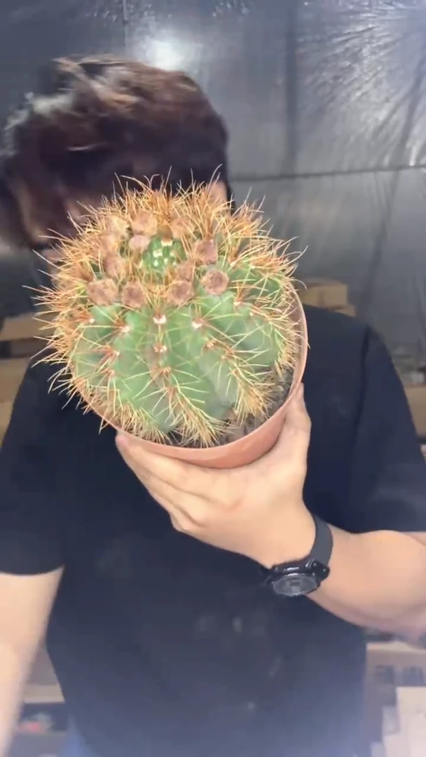 红花青丸【带花苞】11-15cm