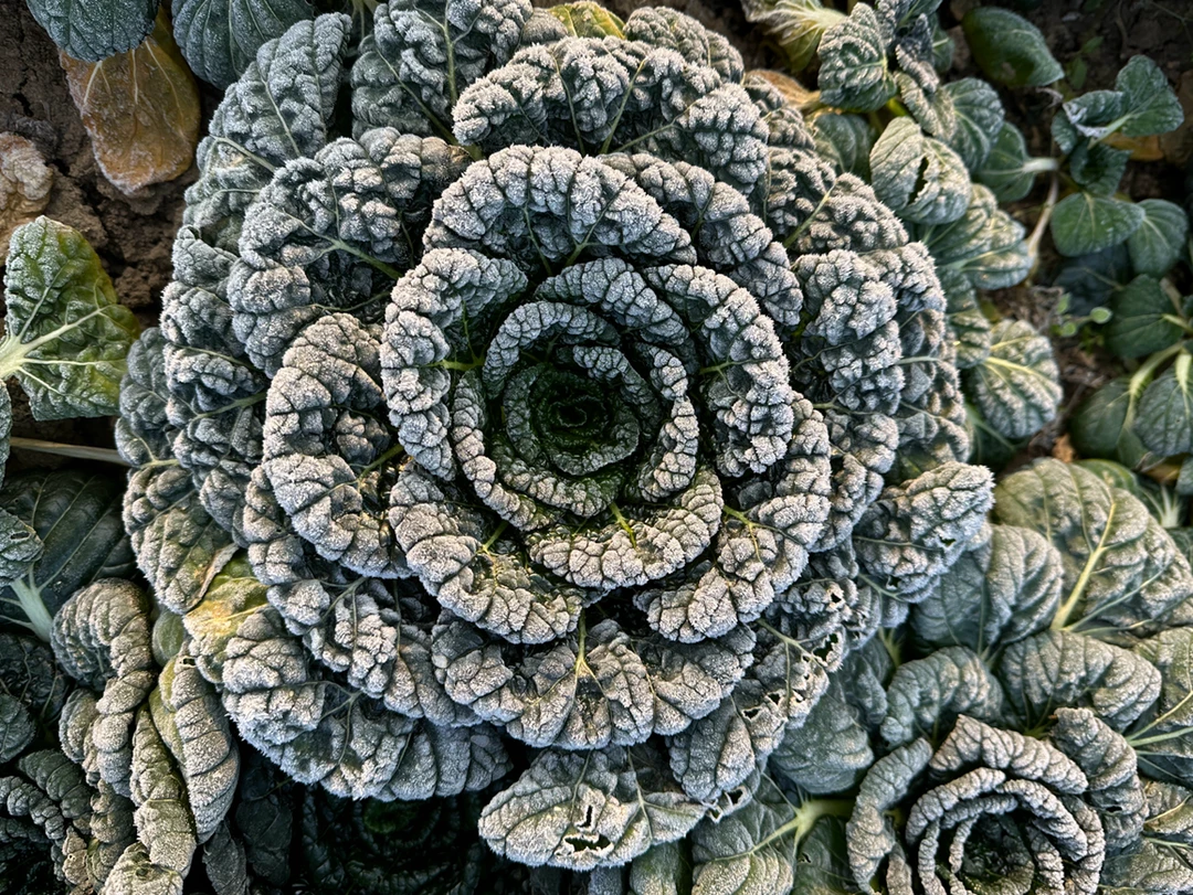 霜冻黑美人菜5斤（到货杆会掉皮）