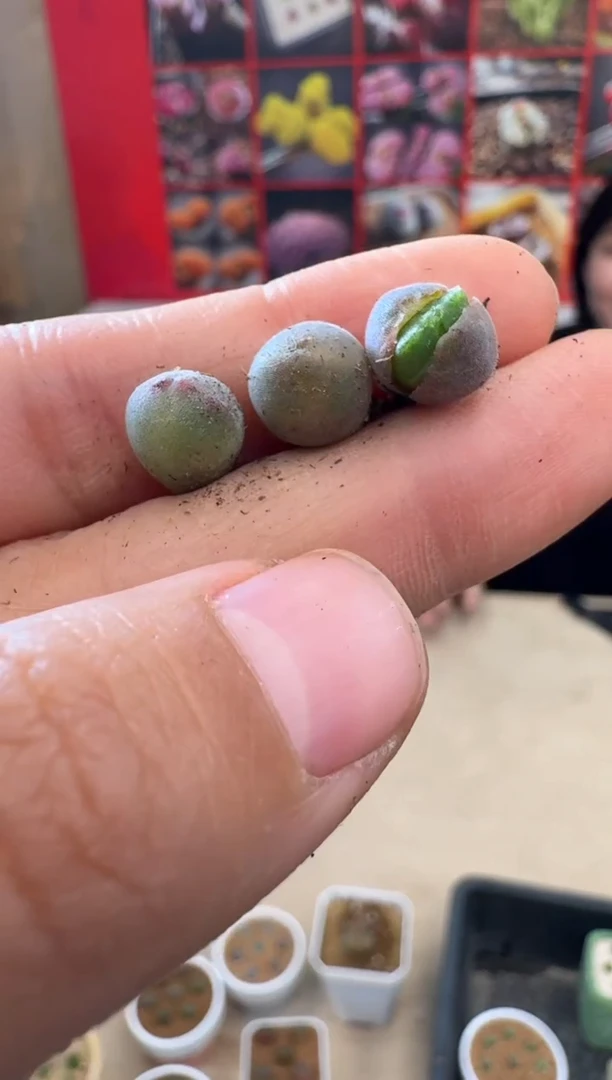 【闪购商品】29-27猫耳空蝉一颗