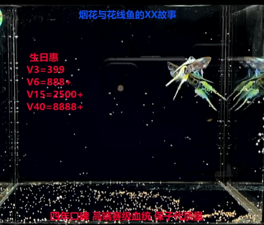 孔雀鱼花线八玄赛级体验1对