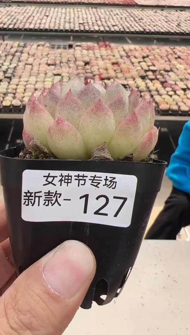 【闪购商品】新款多肉-127