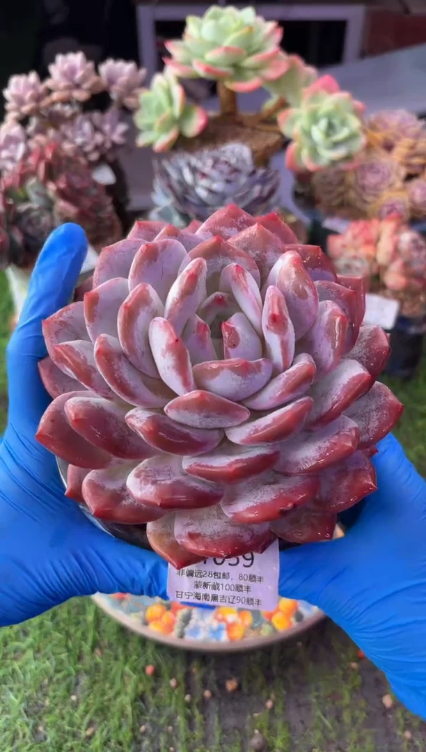 昆明印象多肉1059