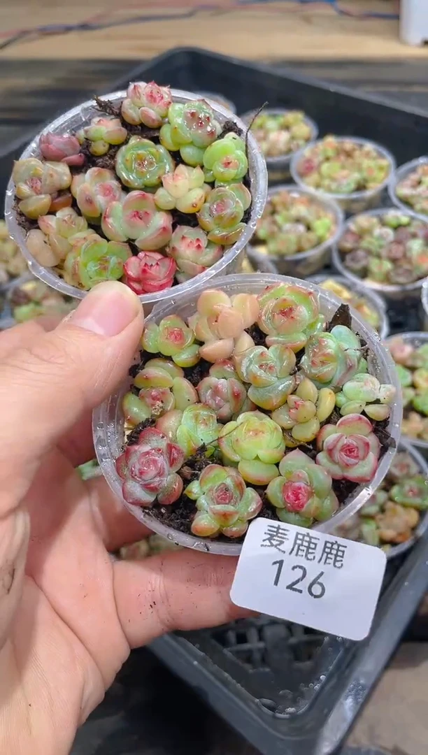 126霸道珍妮品宣款尺寸1.5CM保15颗量拍随机发一盒