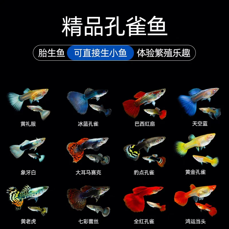 【单品福利】全品种10条单品福利孔雀鱼好养耐活好看好养孔雀鱼