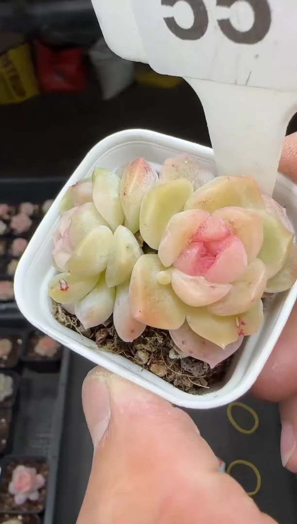 【闪购商品】一物一拍0116—55