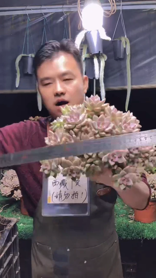 161淡雪缀化一物一拍