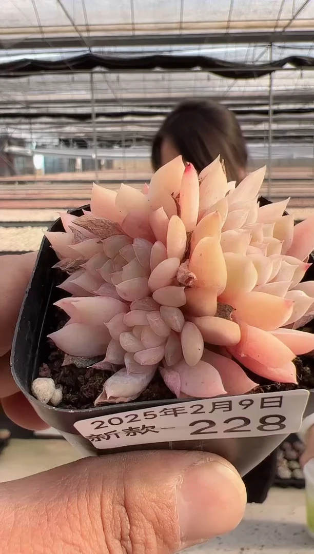 【闪购商品】新款多肉-228