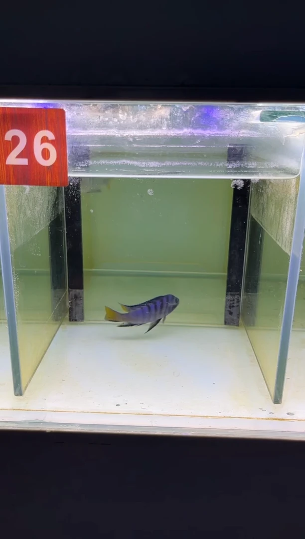 海水三湖慈鲷人工
