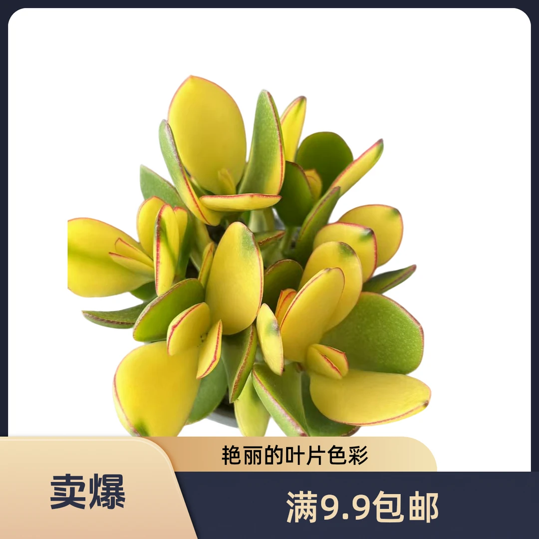 新华月锦  满9.99包邮 （以直播间展示为准）