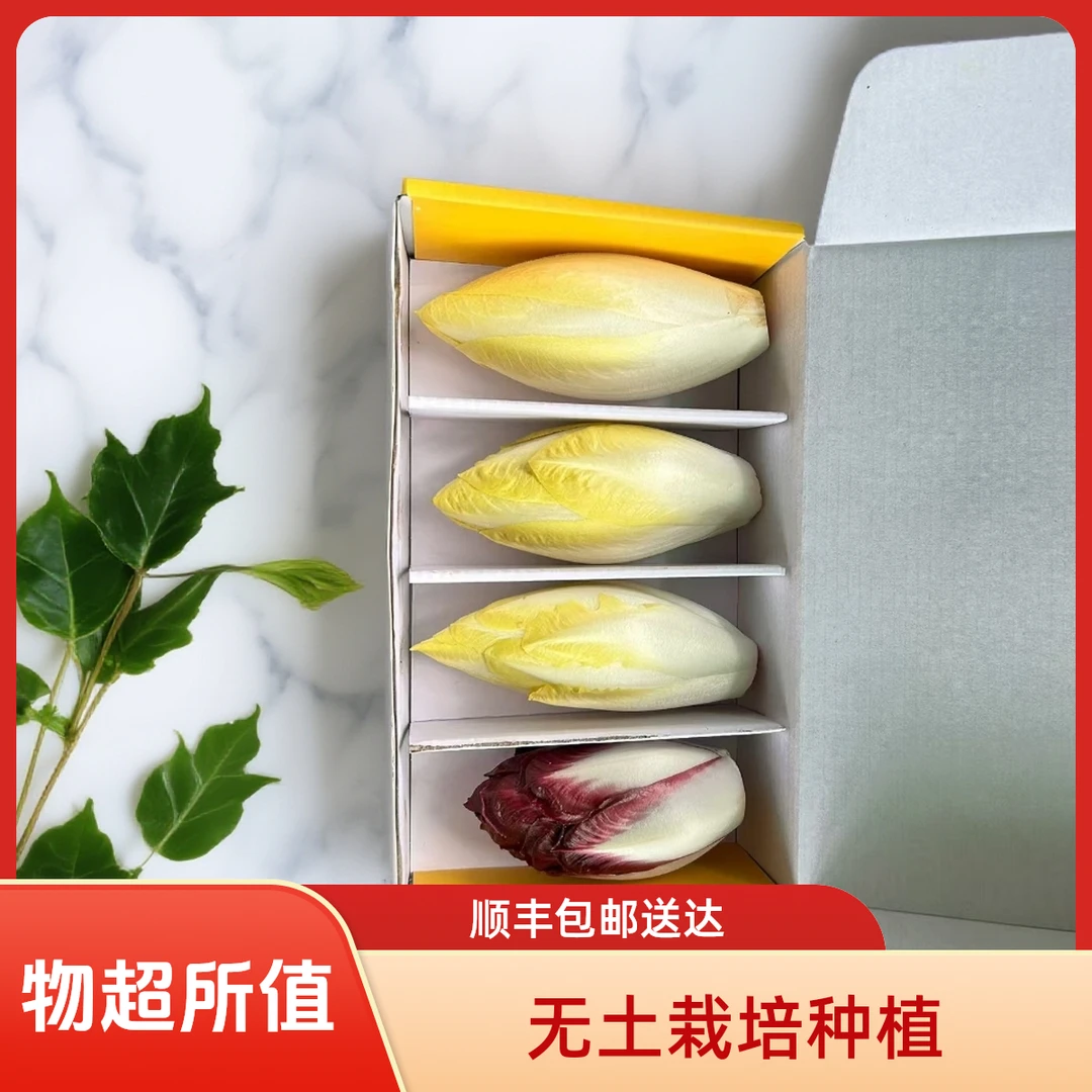 3金玉兰菜1紫菊苣菜紫玉兰菜黄菊苣菜新鲜无土栽培蔬菜顺丰包邮