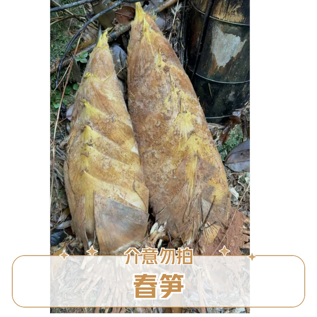 福建高山新鲜春笋农家当天挖当天发竹笋产地直发现挖先发