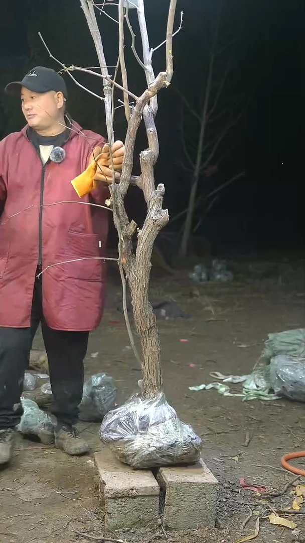 完全开放枣树141