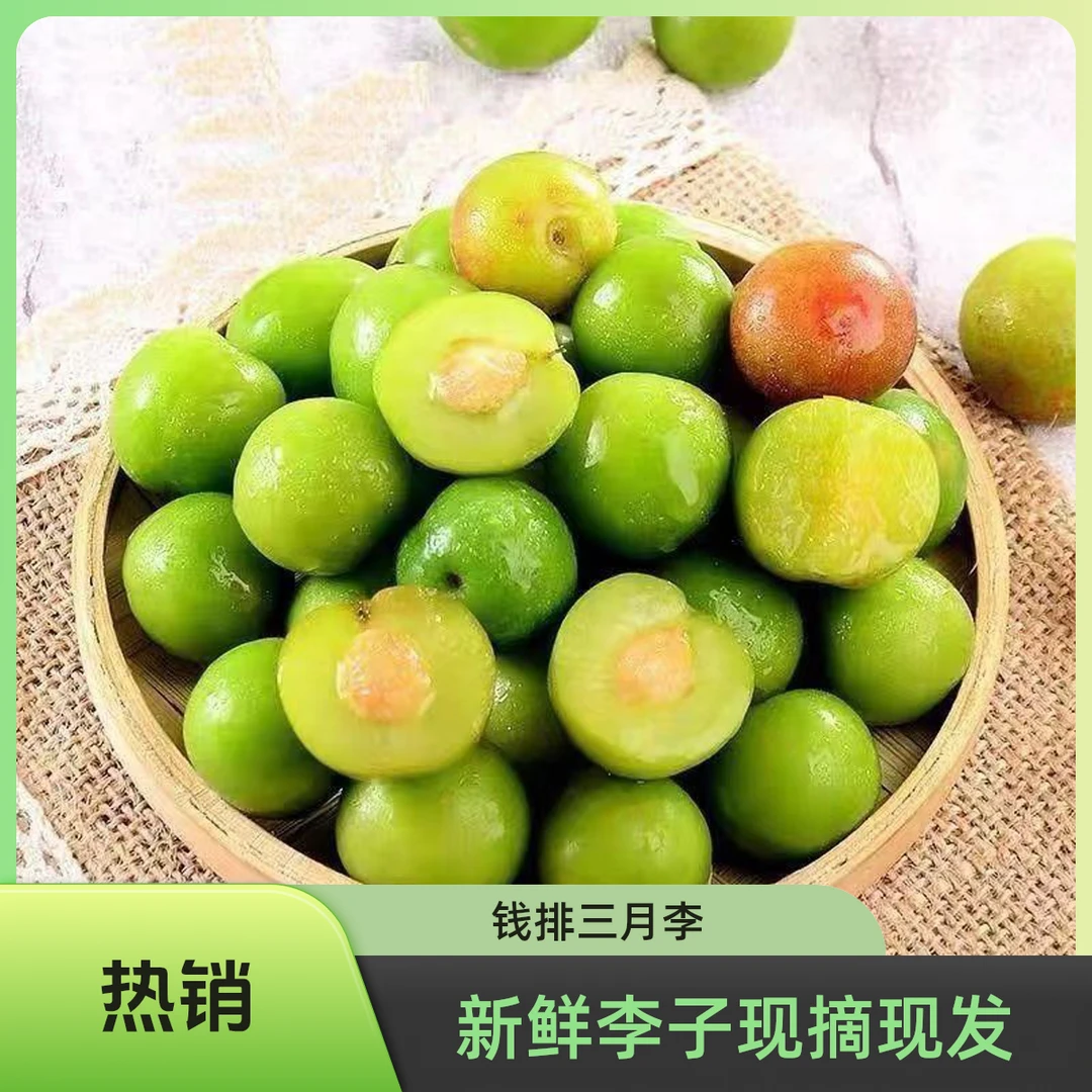 【精选现摘现发】广东钱排三月李新鲜采摘酸脆孕妇水果当季酸嘢