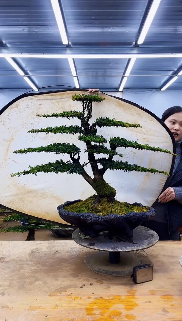 无花朵一物一拍·所见即所得