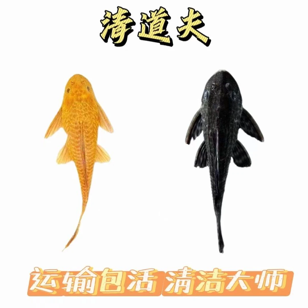 全尺寸黄夫黑夫热带观赏鱼清洁鱼缸除藻吃粪便垃圾工具清道夫鱼