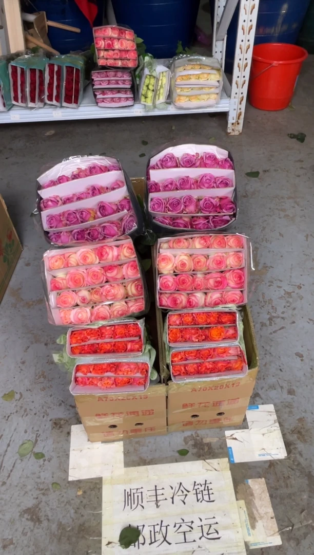 火灵鸟20枝+艾沙20枝+冷美人20枝