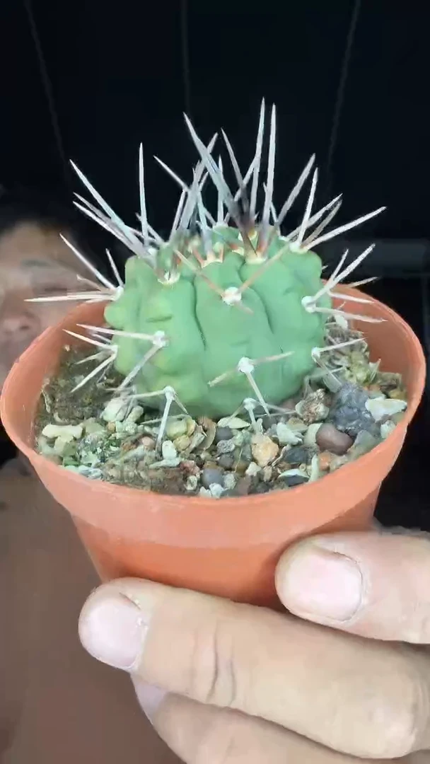 1-1            12.99