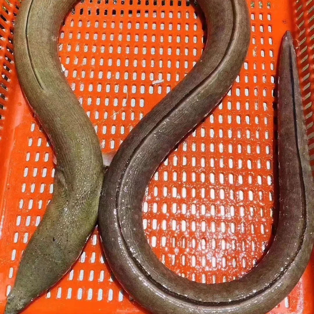 野生海捕土龙到手3斤3-4条/斤海鲜