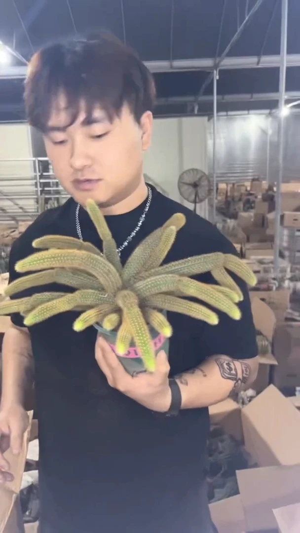 多头 红蜻蜓 金妞【带根】