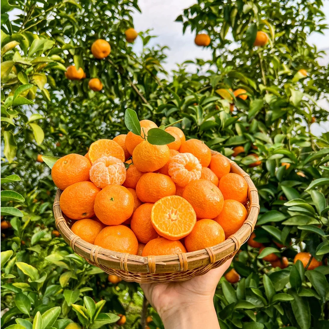 正宗砂糖橘 四川【约1斤】30分钟送到家沙糖桔河南省商丘市