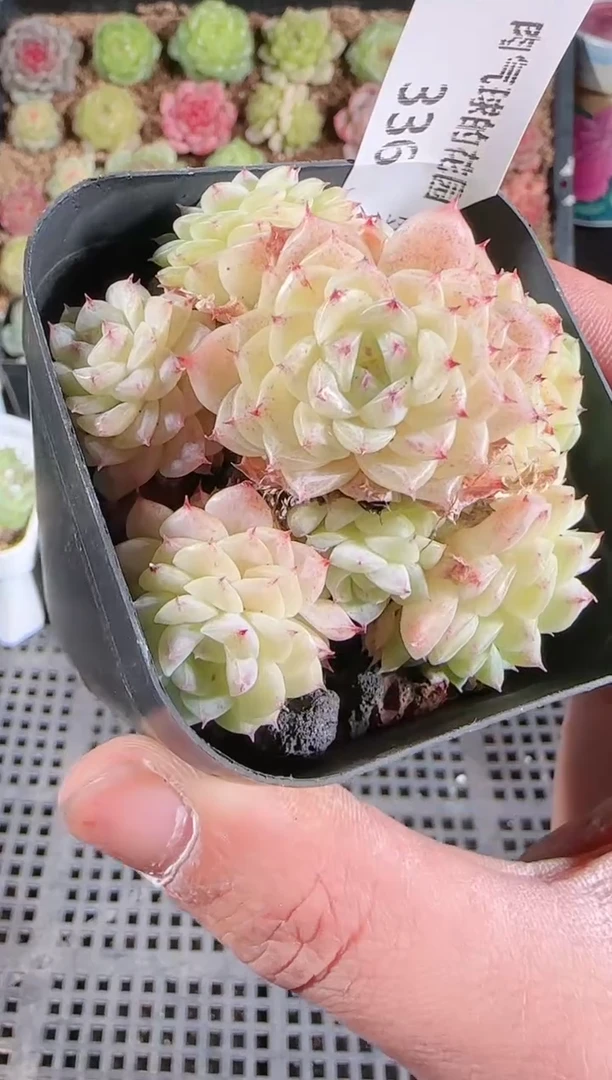 1203-336多肉群生不包整