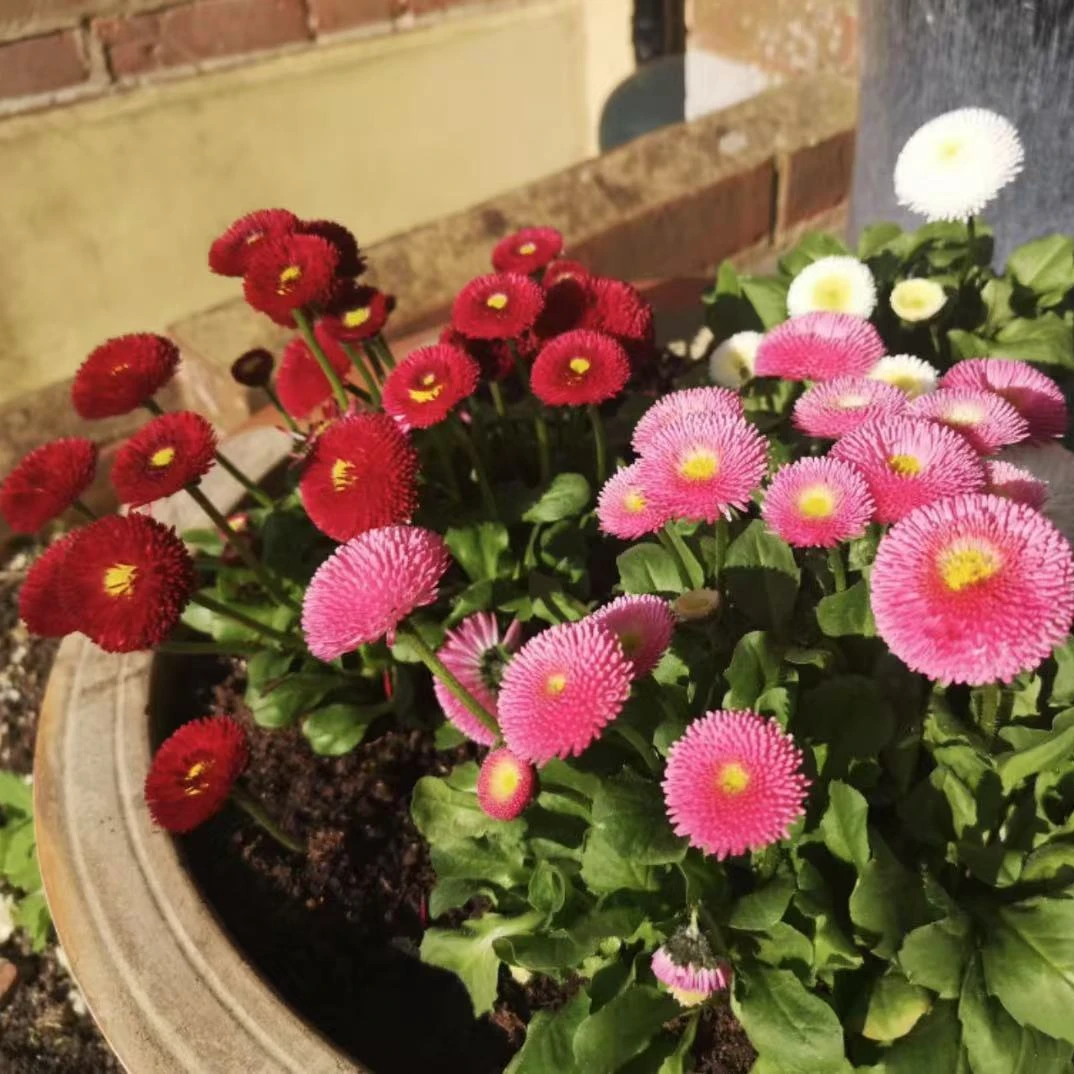 塔苏系列【绒球小雏菊】新手好养护云南发货