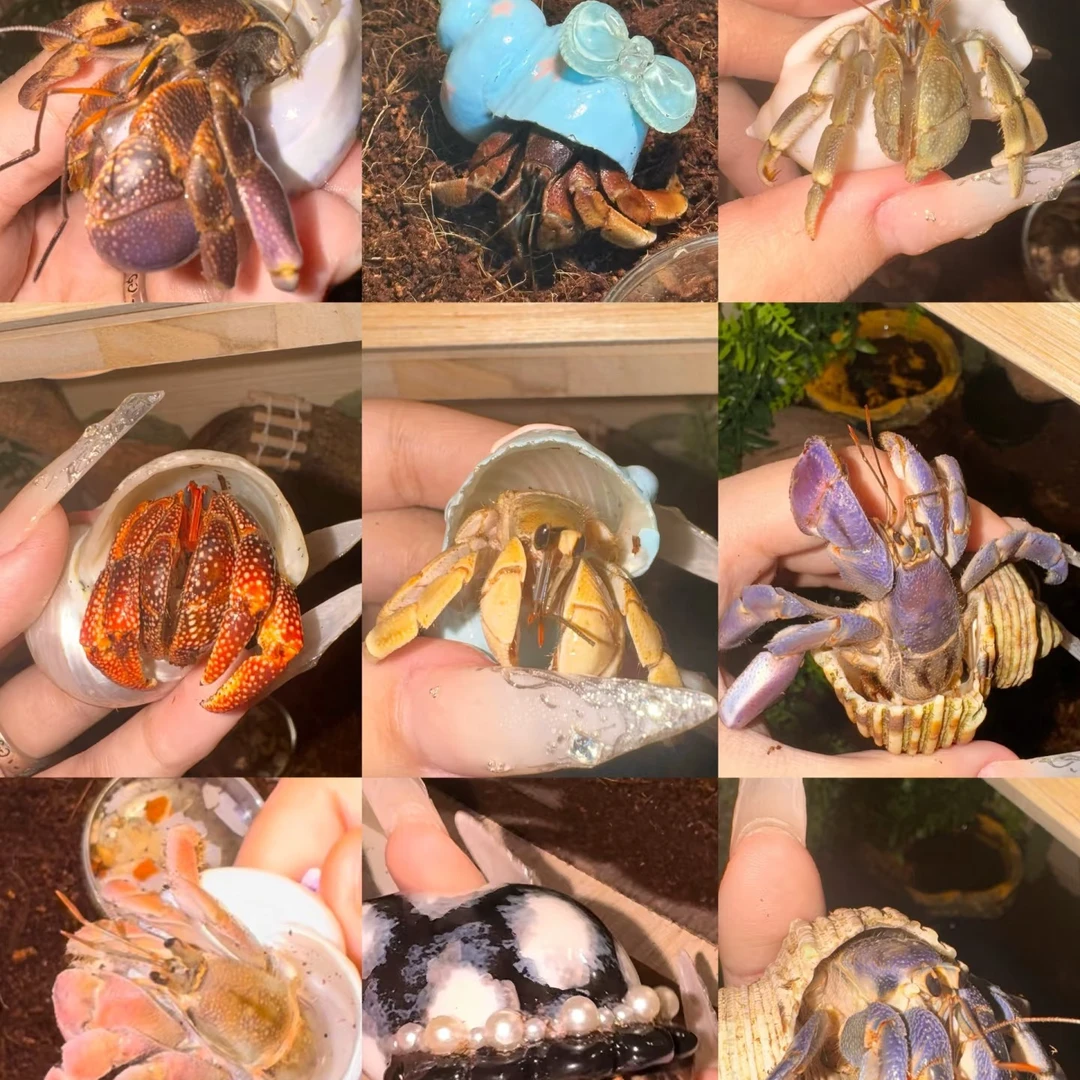 寄居蟹观赏小萌宠懒人