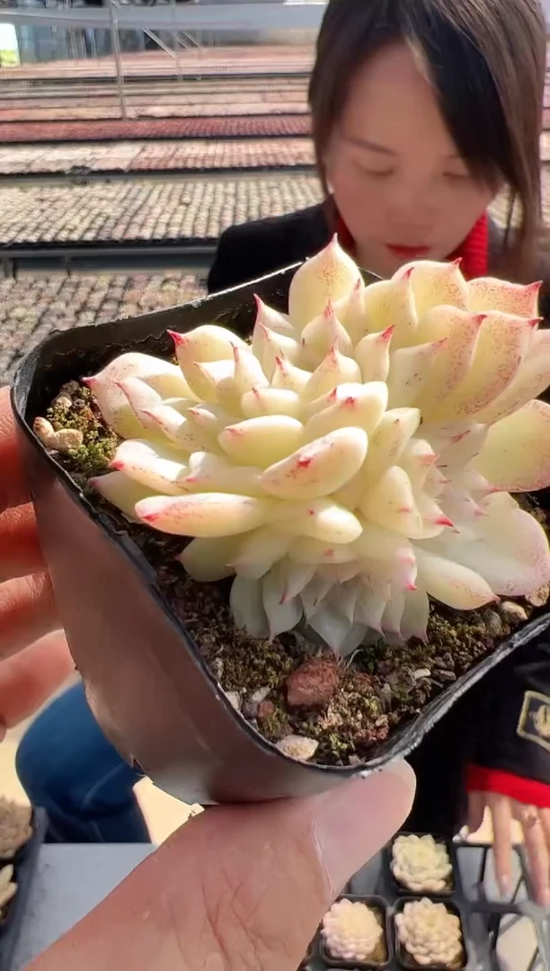 【闪购商品】蝶叶-7