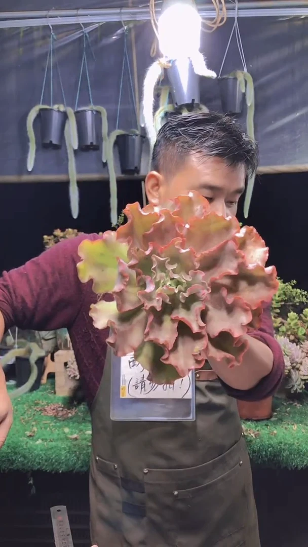 319淡雪缀化一物一拍