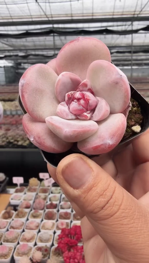 东云多肉园新款-34