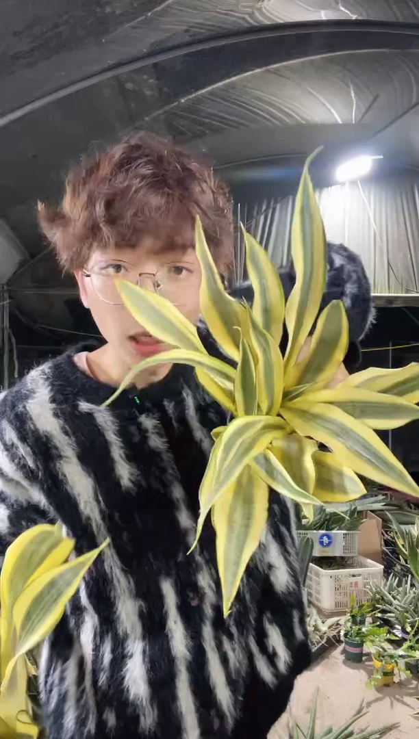 【闪购商品】水月兰带盆土28.8