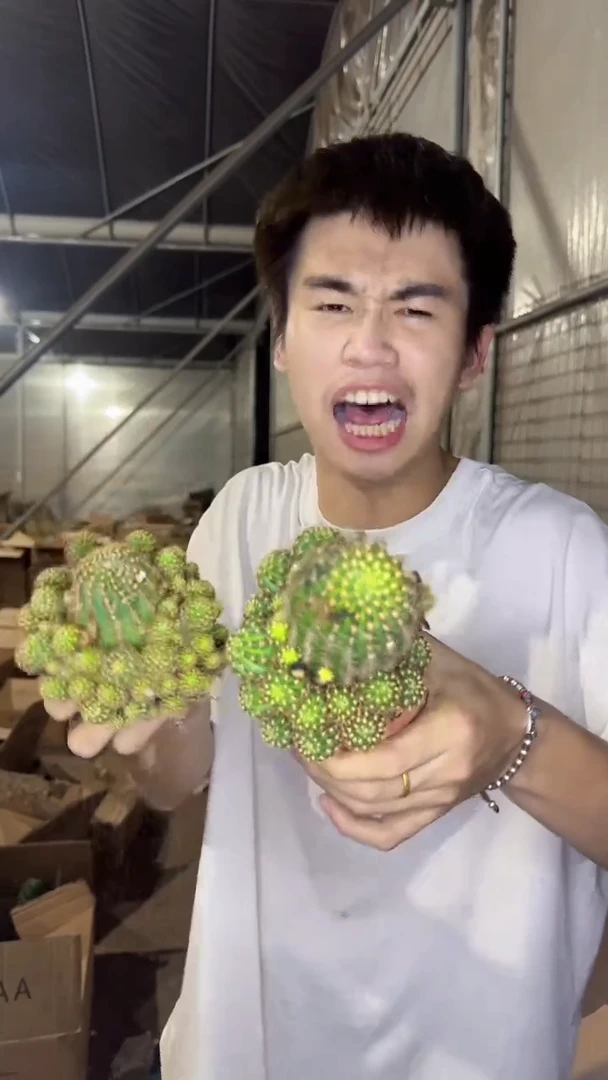 2颗 荷花丽花【带根】品种不指定