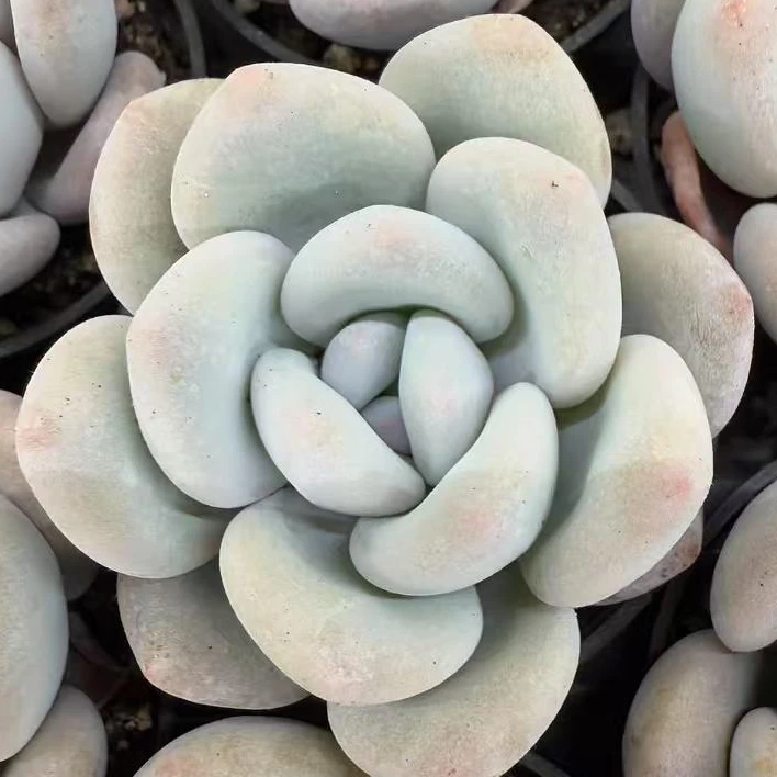 单拍香雪单头（4cm）脱土金先生精品多肉