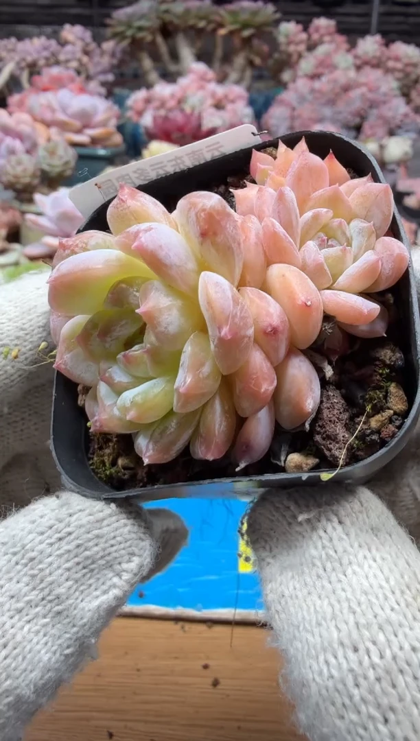 东云多肉园三店-192