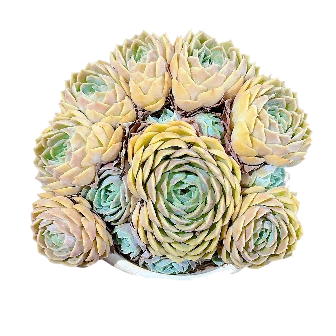 【水晶昂斯洛】【满9.9包邮】星花怒放阳台露台办公多肉植物栽种养护