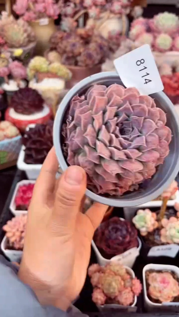【闪购商品】8114单头留财多肉