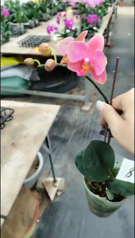 完全开放小年糕福利