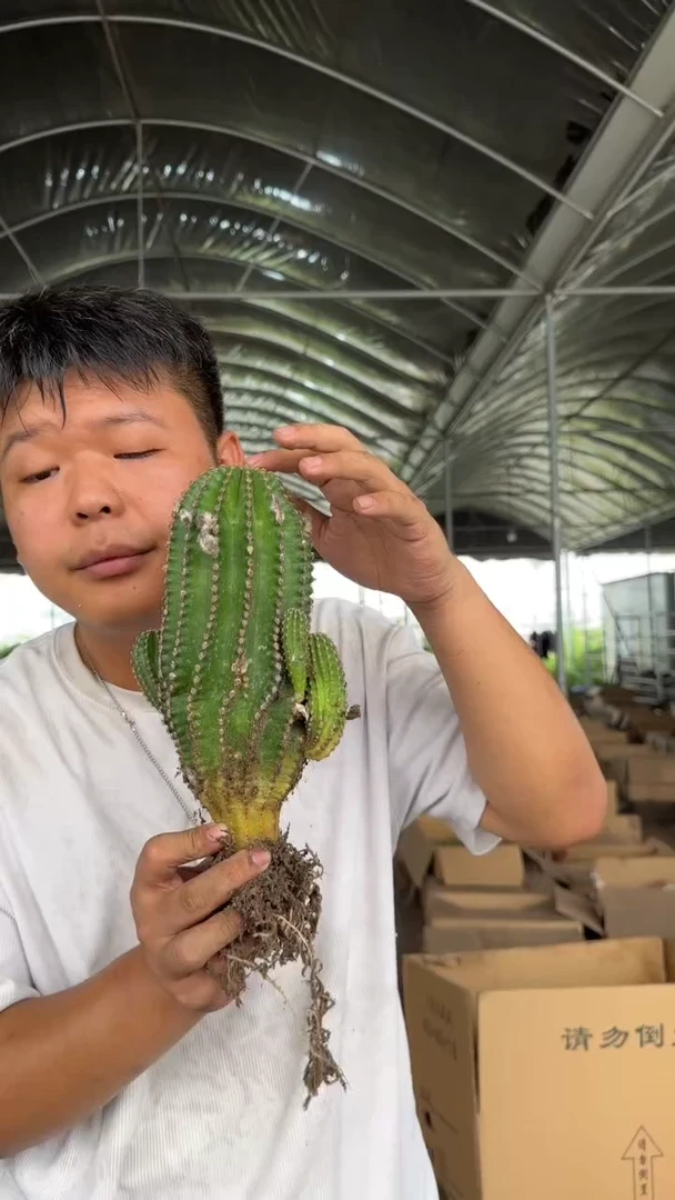 高13-20cm 黑金刚【实生根】