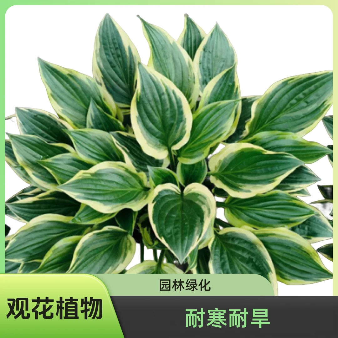 【金边玉簪】花庭院工程绿化耐寒耐旱多年生观叶观花植物基地批发