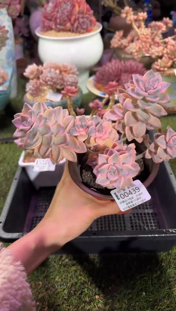 【闪购商品】00439