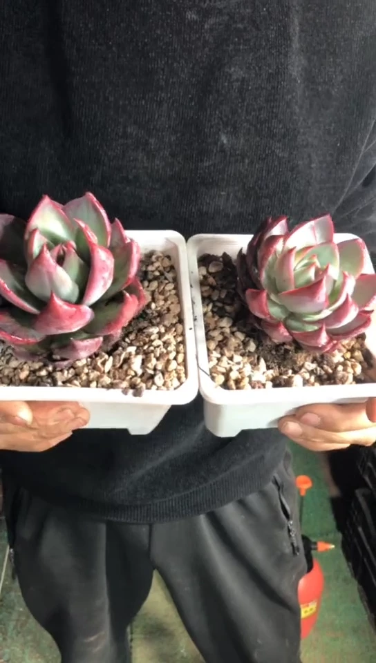 【闪购商品】脱土惊鸿仙子9.9米