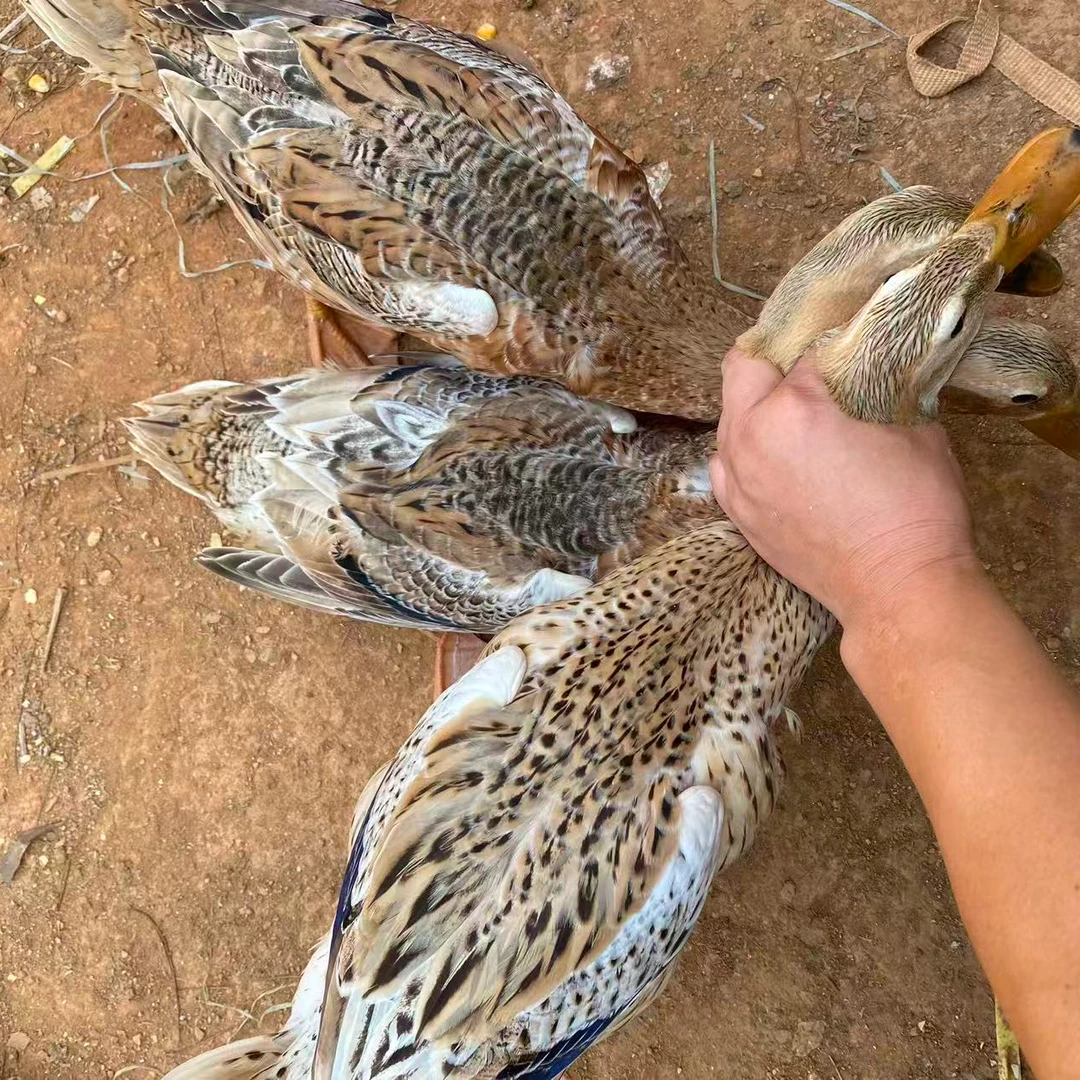现杀农家散养土鸭肉顺丰京东包邮