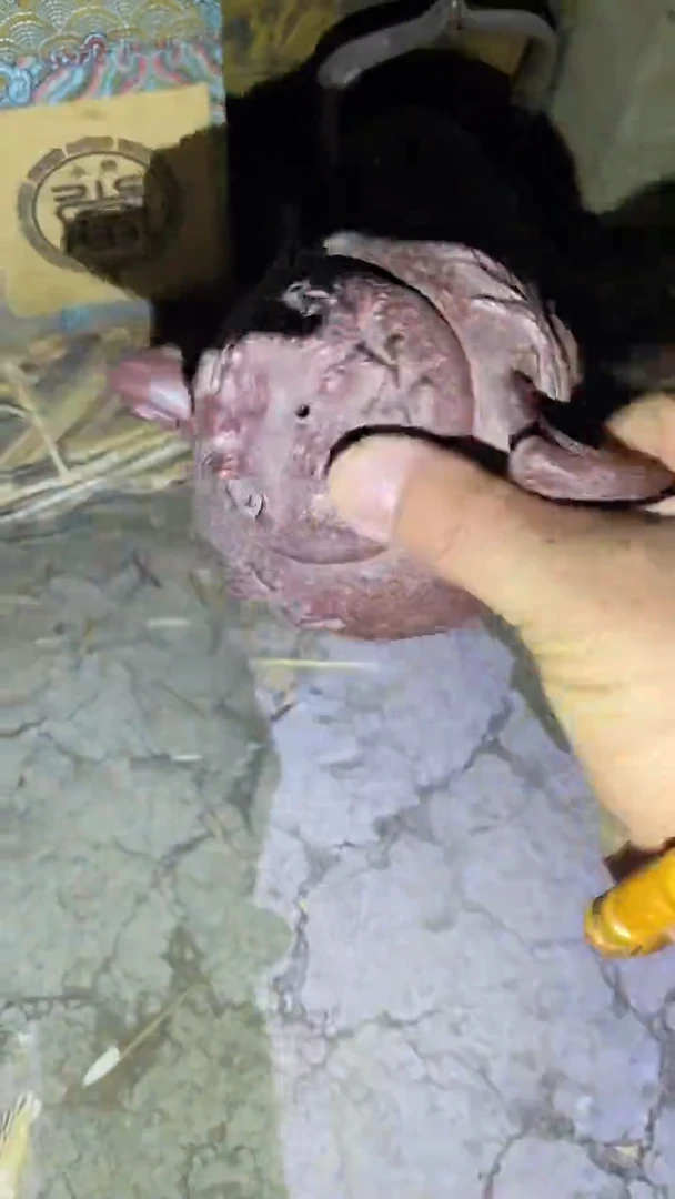 茶壶紫砂78啊啊啊啊啊啊啊啊啊啊