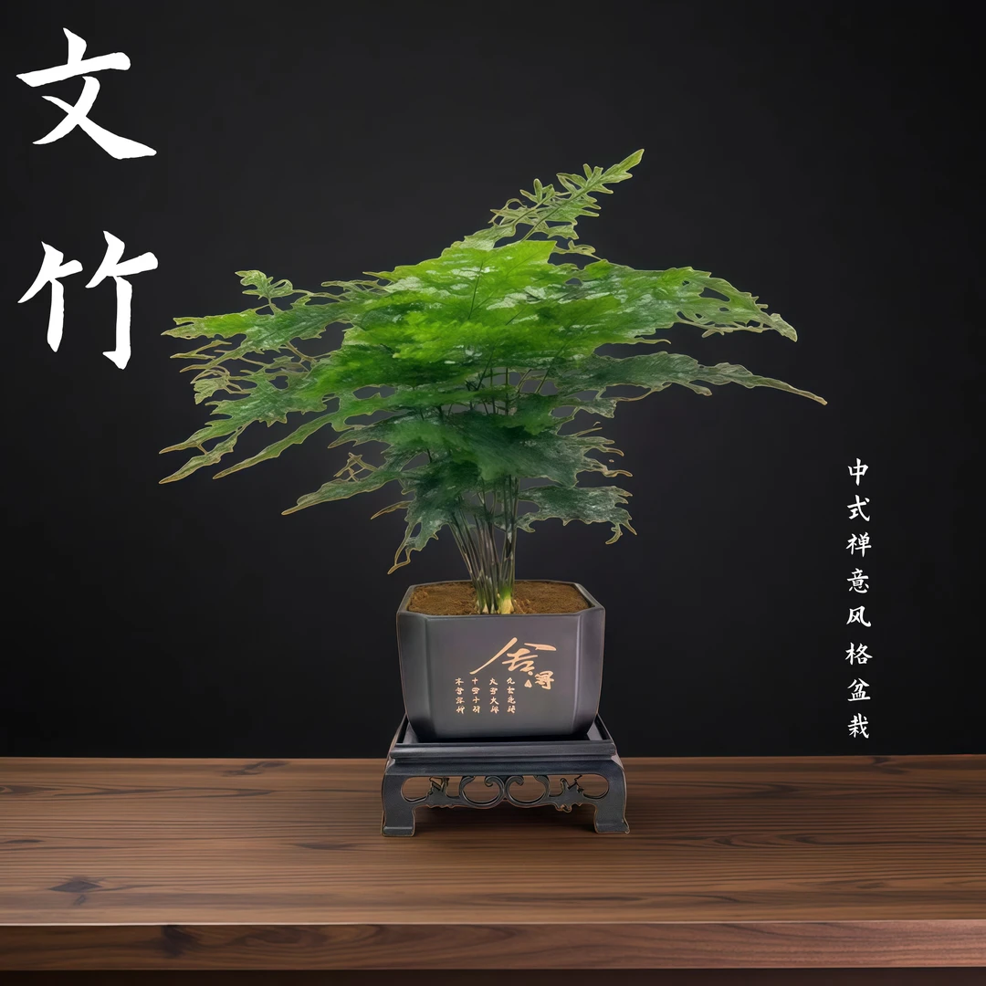 文竹盆栽室内桌面绿植四季常青好养护适合办公室客厅QX